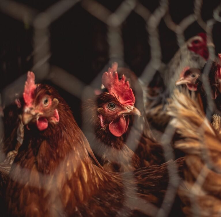 We offer a full line of bird feed including grain mixes, pellets, seed blends, and specialty diets for poultry, parrots, pigeons, canaries, and more. Our feeds are formulated by nutritional experts to support healthy feathers, strong immunity, and optimal growth.