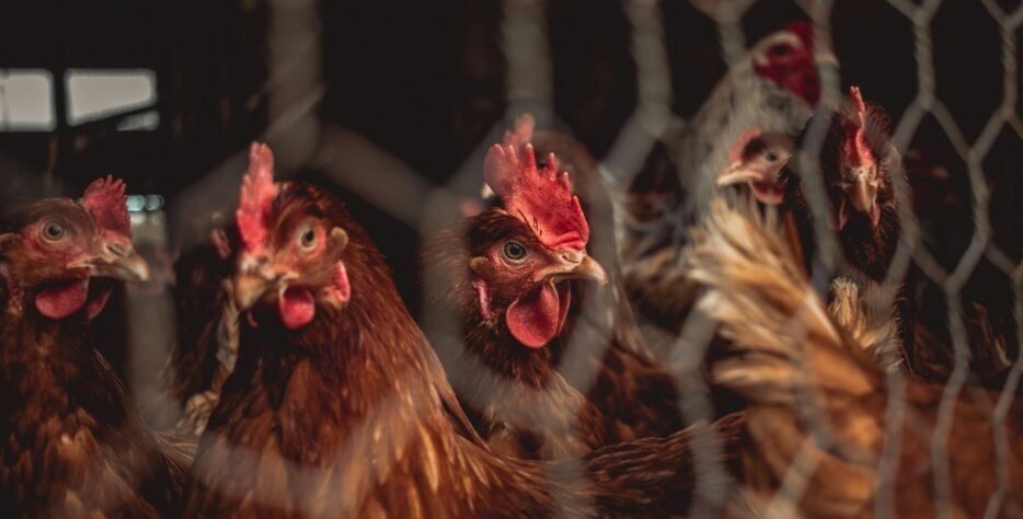 We understand that every farm and operation is unique. That's why Birdsoiltrading offers a fully customizable feed blending service tailored to your specific animal species, production goals, and budget. Work directly with our feed specialists to develop the perfect formula for your business