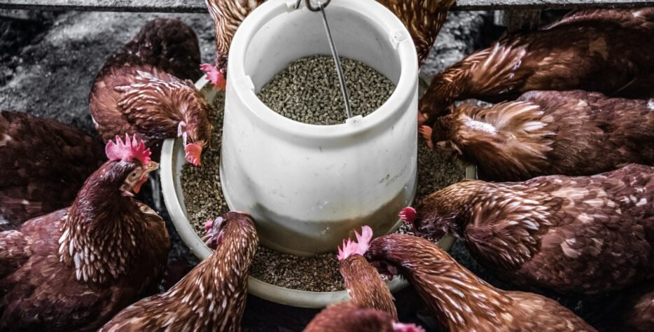 We offer a full line of bird feed including grain mixes, pellets, seed blends, and specialty diets for poultry, parrots, pigeons, canaries, and more. Our feeds are formulated by nutritional experts to support healthy feathers, strong immunity, and optimal growth.