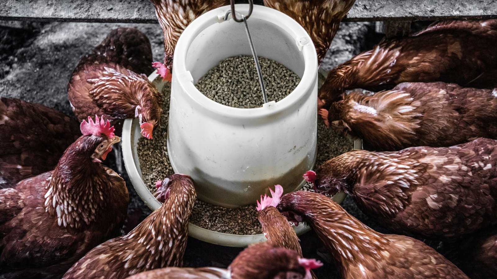 We offer a full line of bird feed including grain mixes, pellets, seed blends, and specialty diets for poultry, parrots, pigeons, canaries, and more. Our feeds are formulated by nutritional experts to support healthy feathers, strong immunity, and optimal growth.
