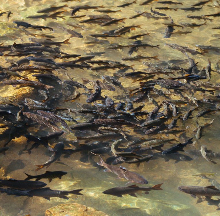 Our fish feed range is scientifically formulated to support the full lifecycle of both farmed and ornamental fish. Whether you run a commercial aquaculture operation or manage a home fish pond, our feeds deliver the nutrients your fish need to grow strong, healthy, and fast.